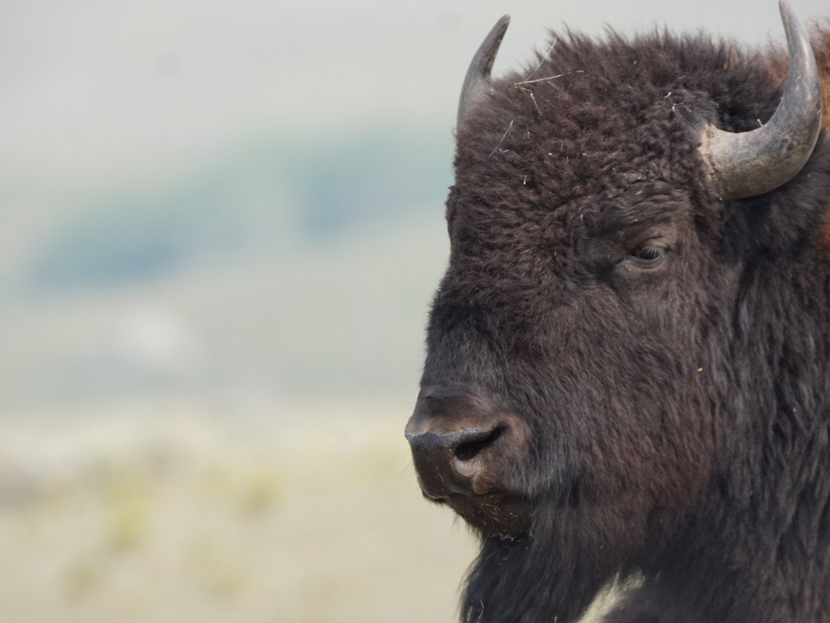 Yellowstone National Park – The&nbsp;Basics