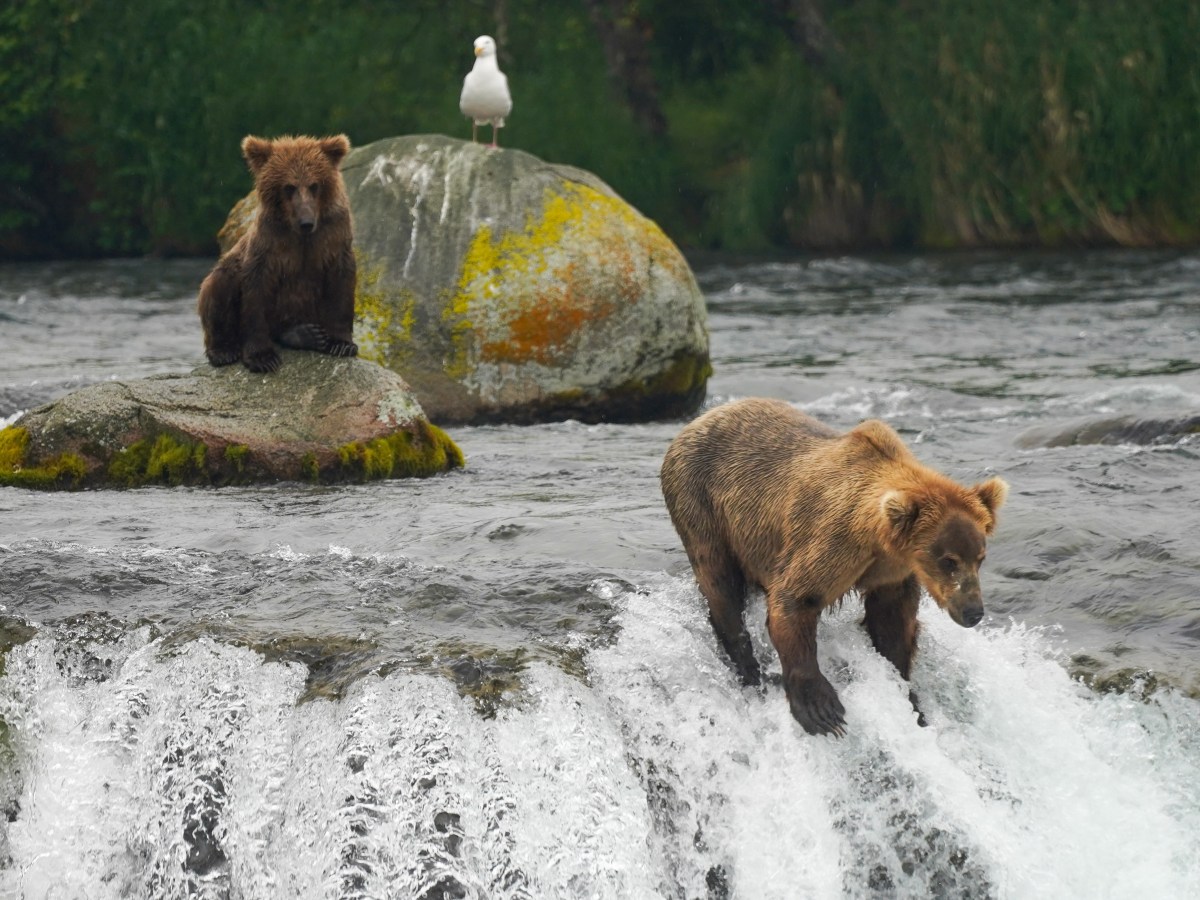 Bear Watching in Katmai: Tips &&nbsp;Tricks