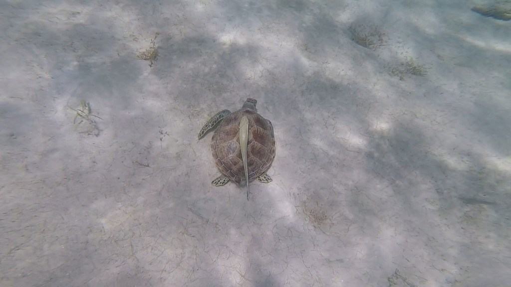 A sea turtle swimming gracefully above the sandy ocean floor, surrounded by gentle underwater light.