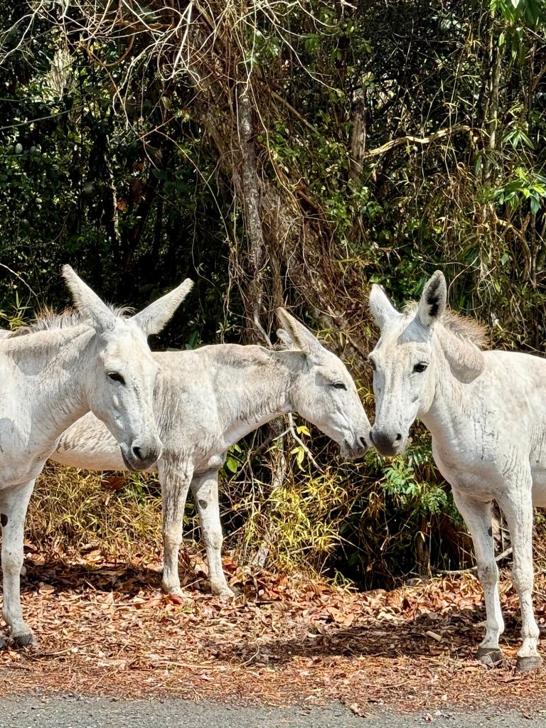 Three white donkeys standing together near a forested area with dry leaves on the ground.